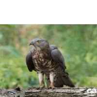 گونه سارگپه جنگلی European Honey Buzzard